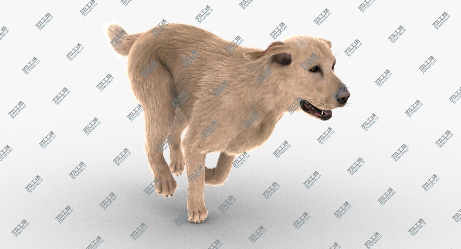 images/goods_img/202104022/Labrador Retriever (FUR)/2.jpg